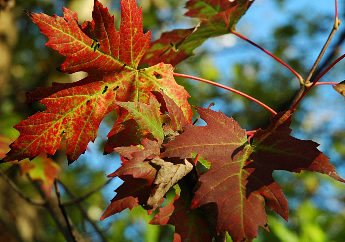 fall colors | asheville, nc