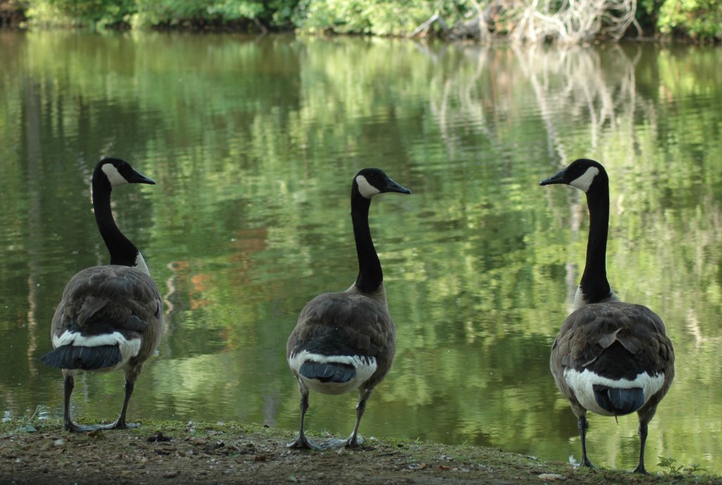 canadian geese | asheville, nc