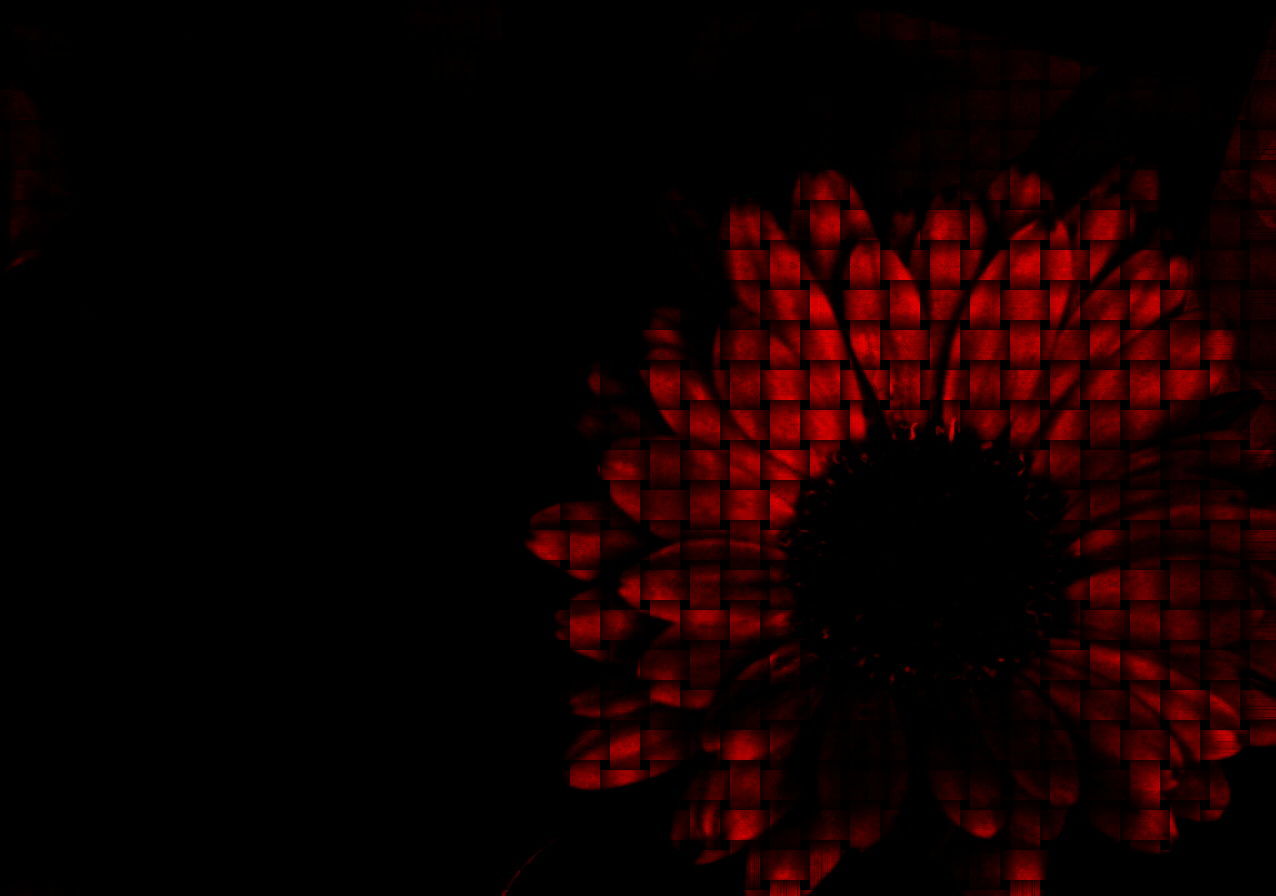 edit | valentine's day flower | asheville, nc