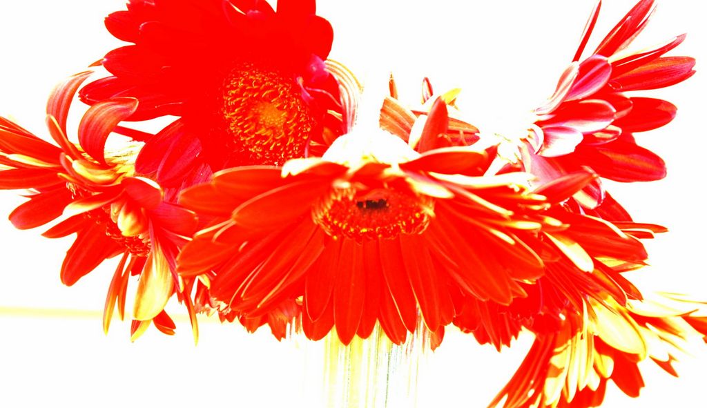 edit | flowers | asheville, nc